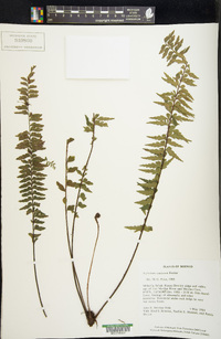 Asplenium tenerum image