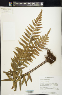 Asplenium tenerum image