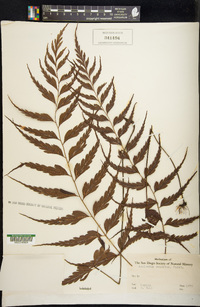 Asplenium tenerum image