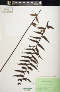 Asplenium tenerum image