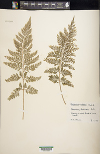 Asplenium hookerianum image