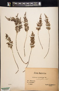 Asplenium cuneifolium image