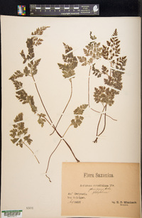 Asplenium cuneifolium image