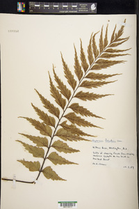 Asplenium polyodon image