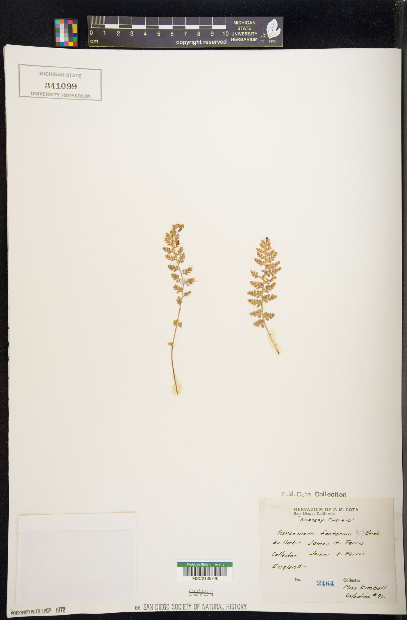 Asplenium fontanum image