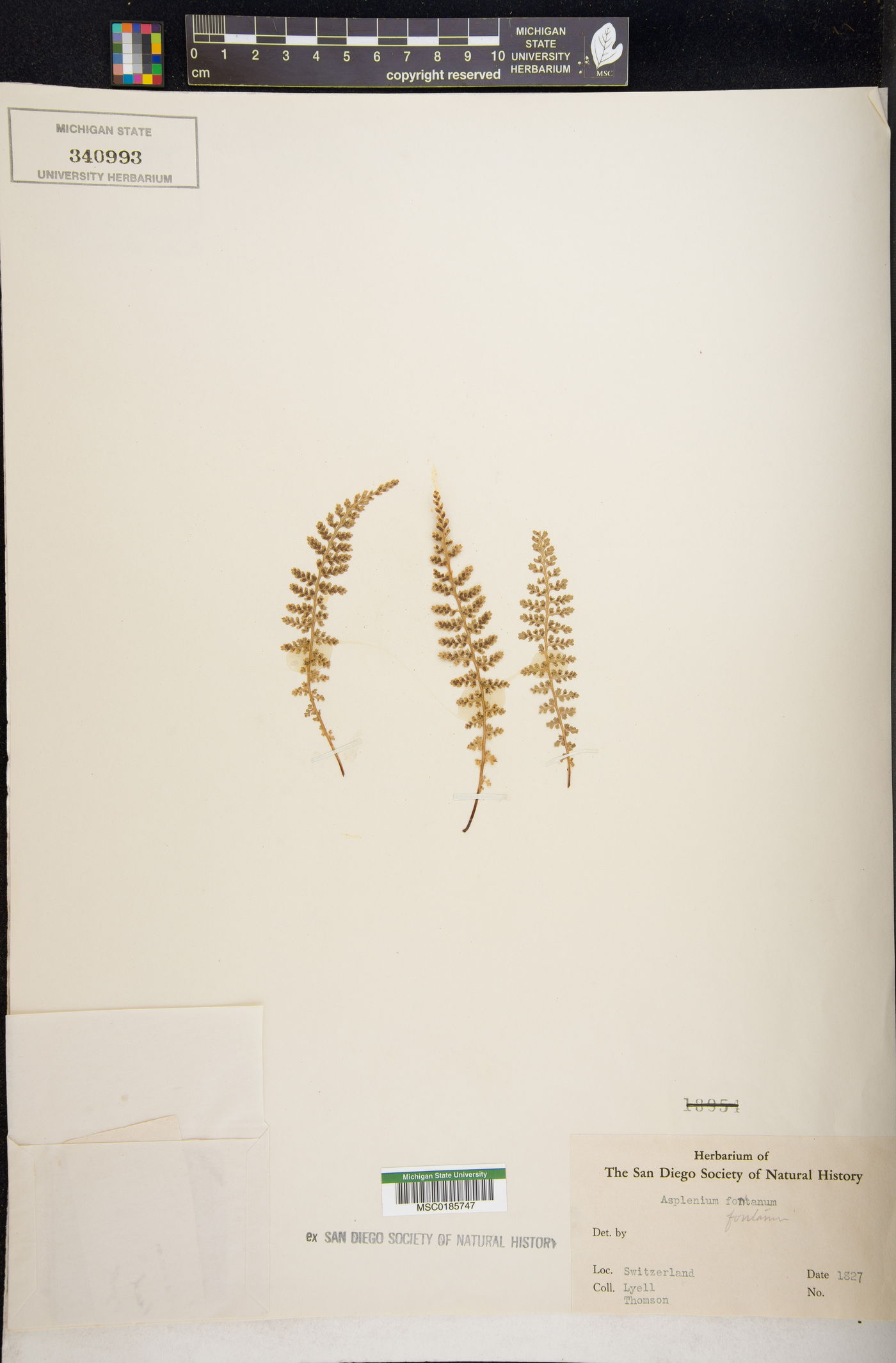 Asplenium fontanum image