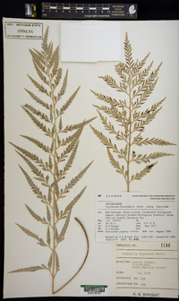 Asplenium flaccidum image