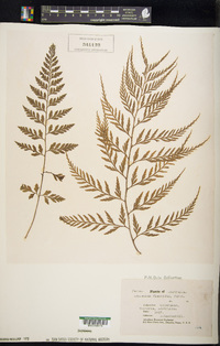 Asplenium flaccidum image