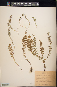 Asplenium fontanum subsp. fontanum image