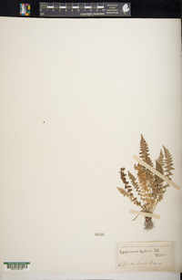 Asplenium fontanum image
