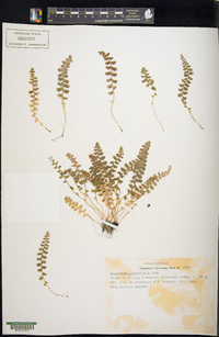 Asplenium jahandiezii image