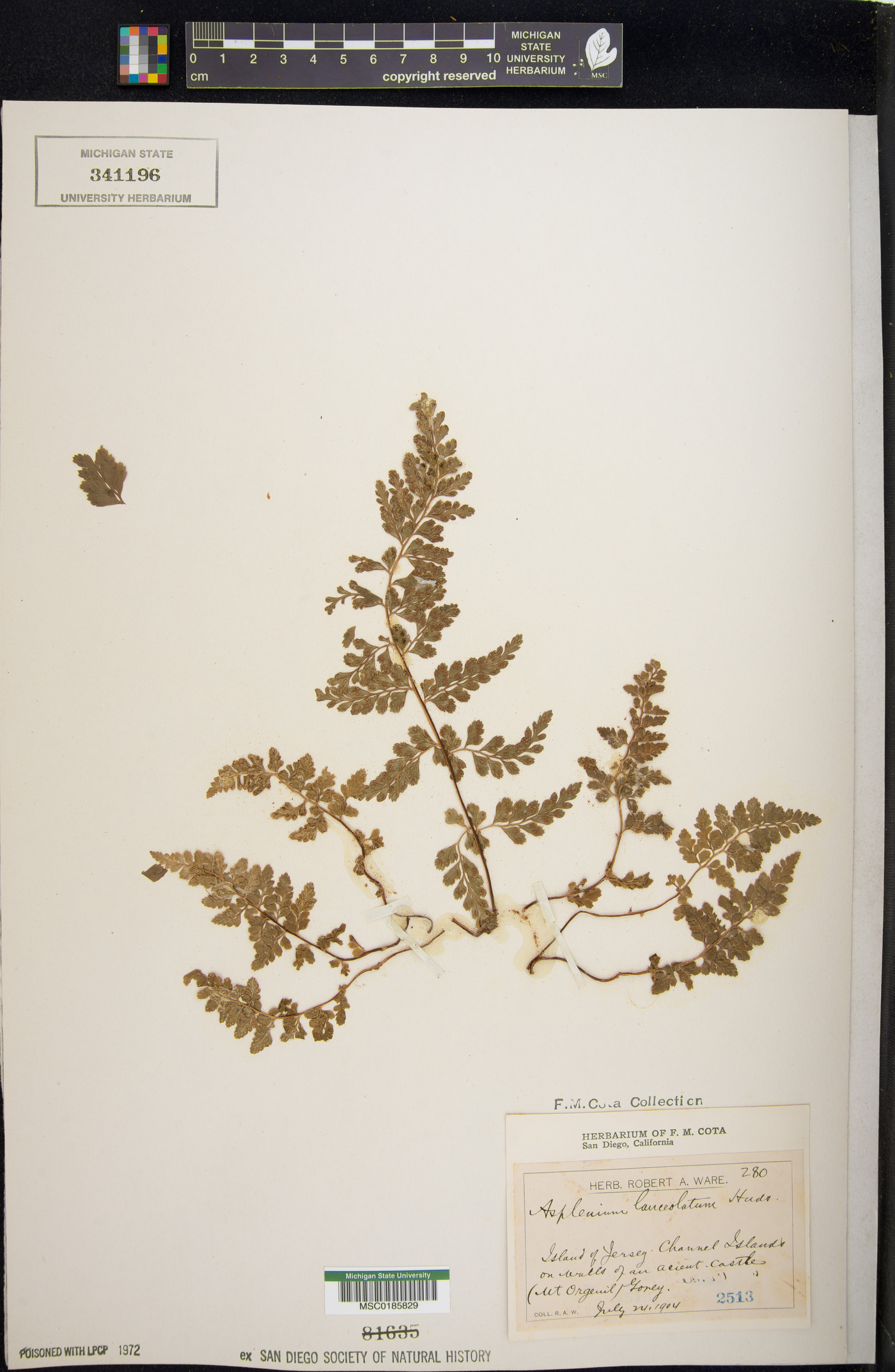 Asplenium aethiopicum image