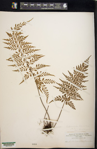 Asplenium lobulatum image