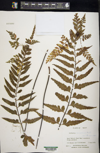 Asplenium lobulatum image