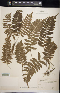 Asplenium lunulatum image