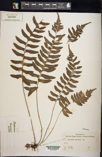Asplenium lunulatum image