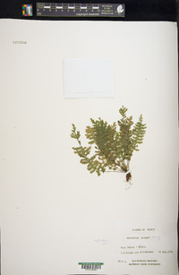 Asplenium macraei image