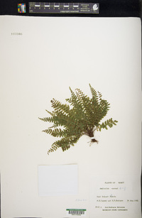 Asplenium macraei image