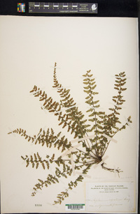 Asplenium macraei image