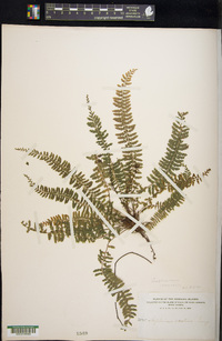 Asplenium macraei image