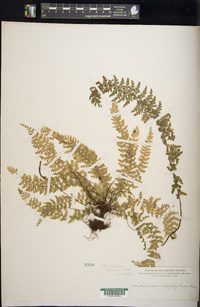 Asplenium macraei image