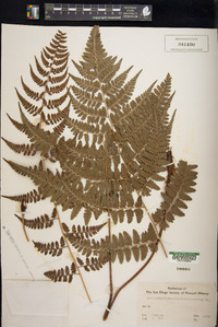 Asplenium monanthes image