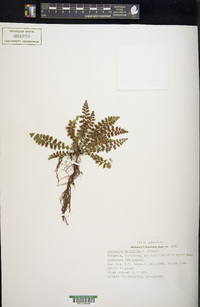 Asplenium petrarchae image