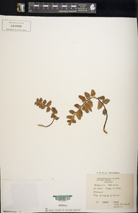 Asplenium sulcatum image