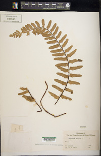 Asplenium sulcatum image