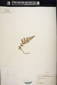 Asplenium sulcatum image