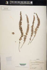 Asplenium monanthes image