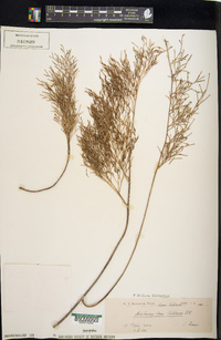 Asplenium novae-caledoniae image