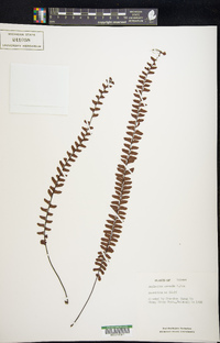 Asplenium normale image