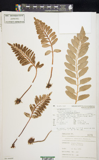 Asplenium obtusatum image