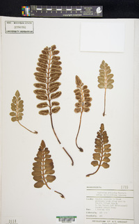 Asplenium obtusatum image