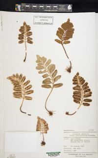 Asplenium obtusatum image