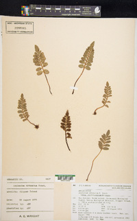 Asplenium obtusatum image