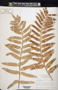 Asplenium scleroprium image