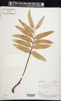 Asplenium oblongifolium image