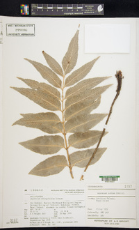 Asplenium oblongifolium image