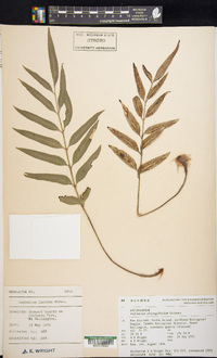 Asplenium oblongifolium image