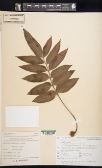 Asplenium oblongifolium image