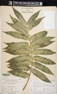 Asplenium oblongifolium image