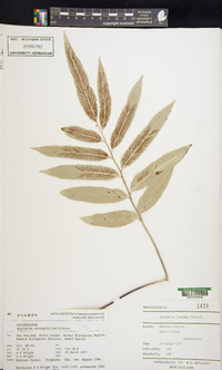 Asplenium oblongifolium image