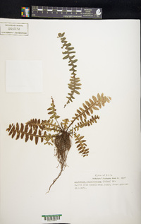 Asplenium paucivenosum image