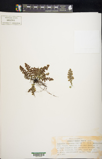 Asplenium petrarchae image