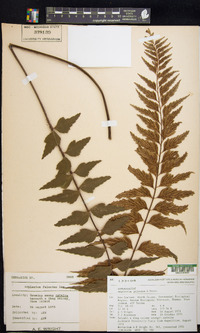 Asplenium polyodon image