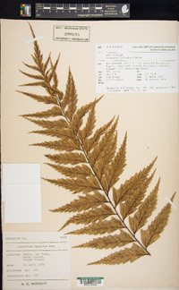 Asplenium polyodon image