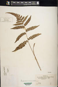 Deparia polyrhiza image