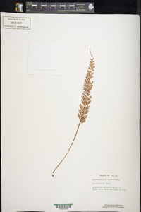 Asplenium prolongatum image